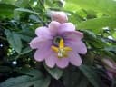 Passiflora pinnatistipula