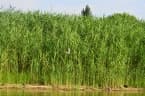 Phragmites australis