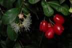 Syzygium australe
