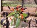 Psychotria poeppigiana