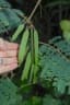 Paraserianthes lophantha