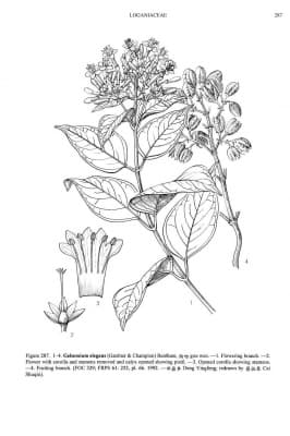 Gelsemium elegans