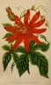 Passiflora vitifolia