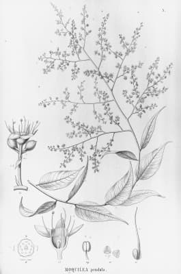 Licania apetala