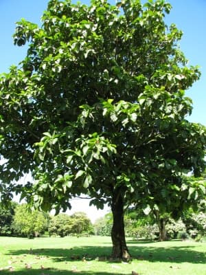 Artocarpus sericicarpus