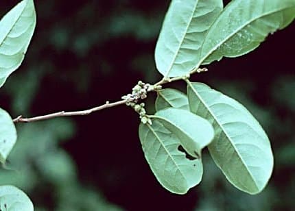 Agonandra excelsa