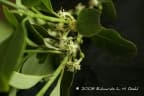 Erythroxylum argentinum