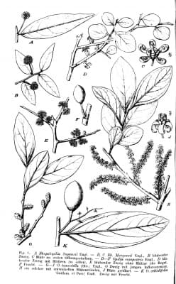 Opilia campestris