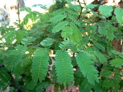 Senegalia galpinii
