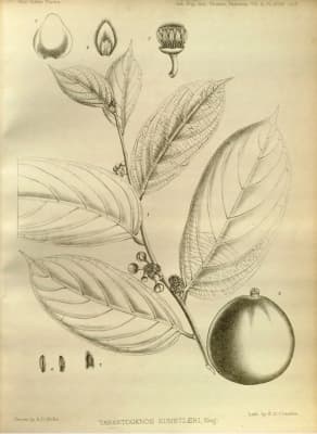 Hydnocarpus kunstleri