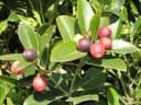 Acokanthera oppositifolia