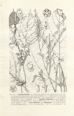 Laportea amberana