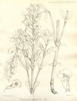 Thunbergia oblongifolia