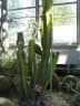 Cereus hexagonus