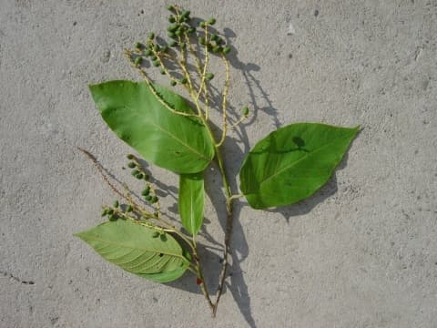 Coccoloba mollis
