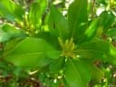 Gymnanthes lucida