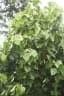Croton guatemalensis