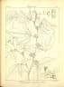Dendrolobium triangulare