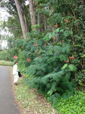 Calliandra calothyrsus