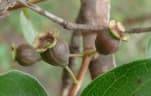 Psidium myrtoides