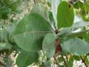 Byrsonima coccolobifolia