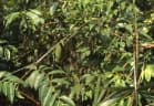 Calamus henryanus