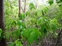 Cordia gerascanthus
