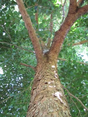 Terminalia nitens
