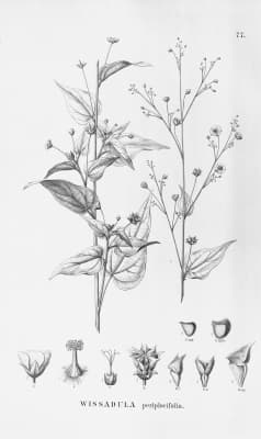 Wissadula periplocifolia