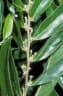 Glochidion philippicum