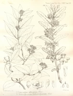 Secamone africana