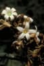 Brachychiton australis