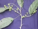 Lindackeria laurina
