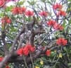 Erythrina speciosa