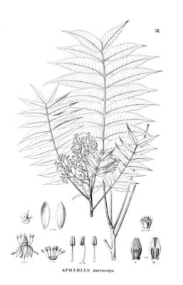 Spondias macrocarpa