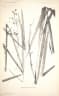 Calamus mattanensis