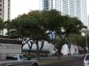Ficus nota