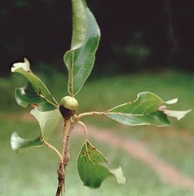 Cinnamomum parthenoxylon