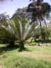 Encephalartos hildebrandtii