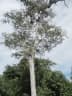 Calycophyllum multiflorum