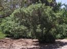 Escallonia bifida