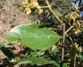 Ocotea spixiana