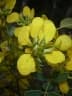 Senna viguierella