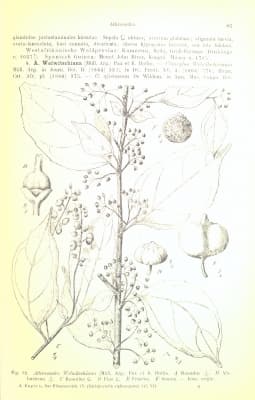 Erythrococca welwitschiana