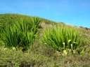 Furcraea foetida