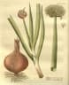 Allium fistulosum