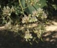 Bauhinia roxburghiana