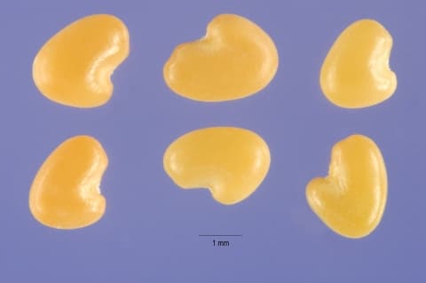 Crotalaria brevidens