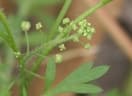 Lepidium didymum