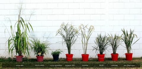 Oryza ridleyi